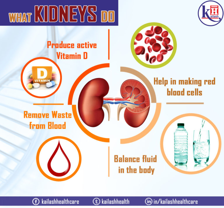 Kidneys play a very vital function in our overall body systems & helps