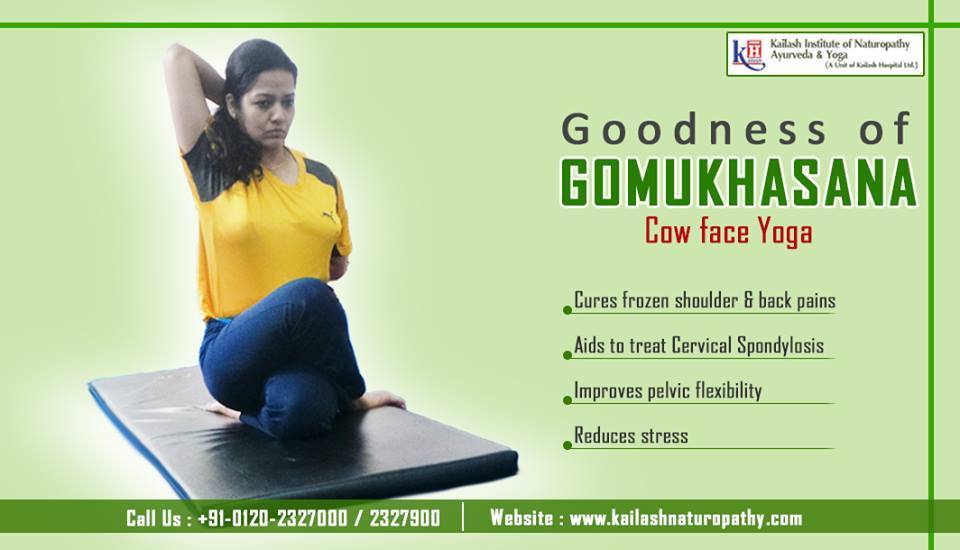 Gomukhasana helps to cure stiff shoulders, reduce backaches & aids in the treatment of spondylosis.